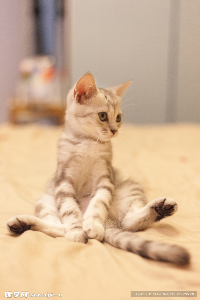 猫咪