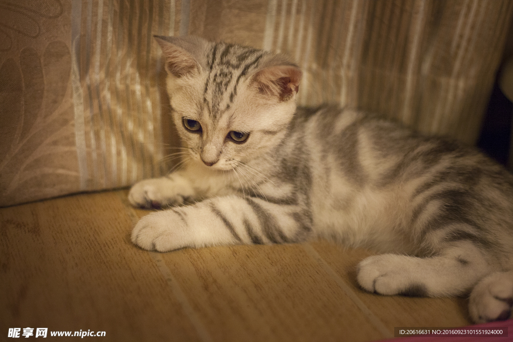 英国短毛猫