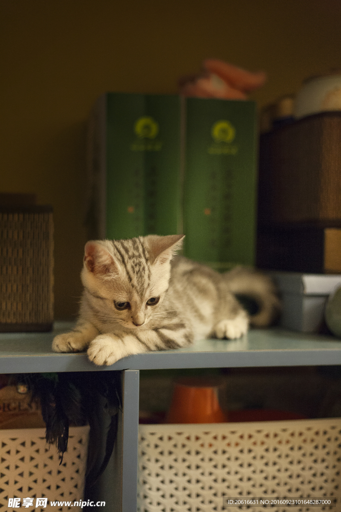英国短毛猫