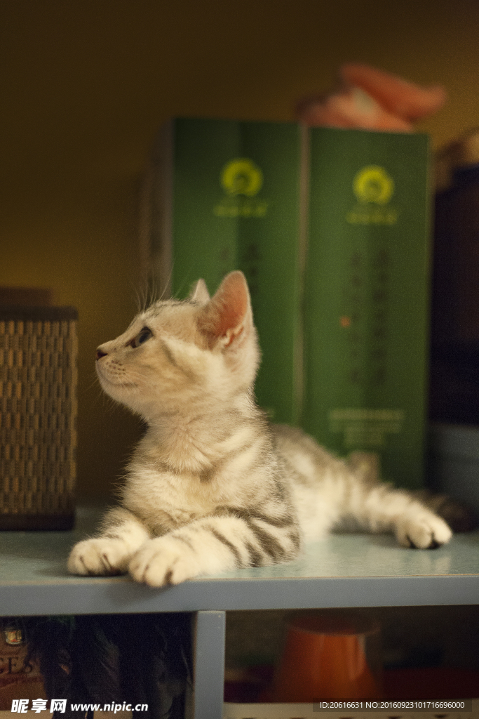 英短猫