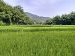 田野
