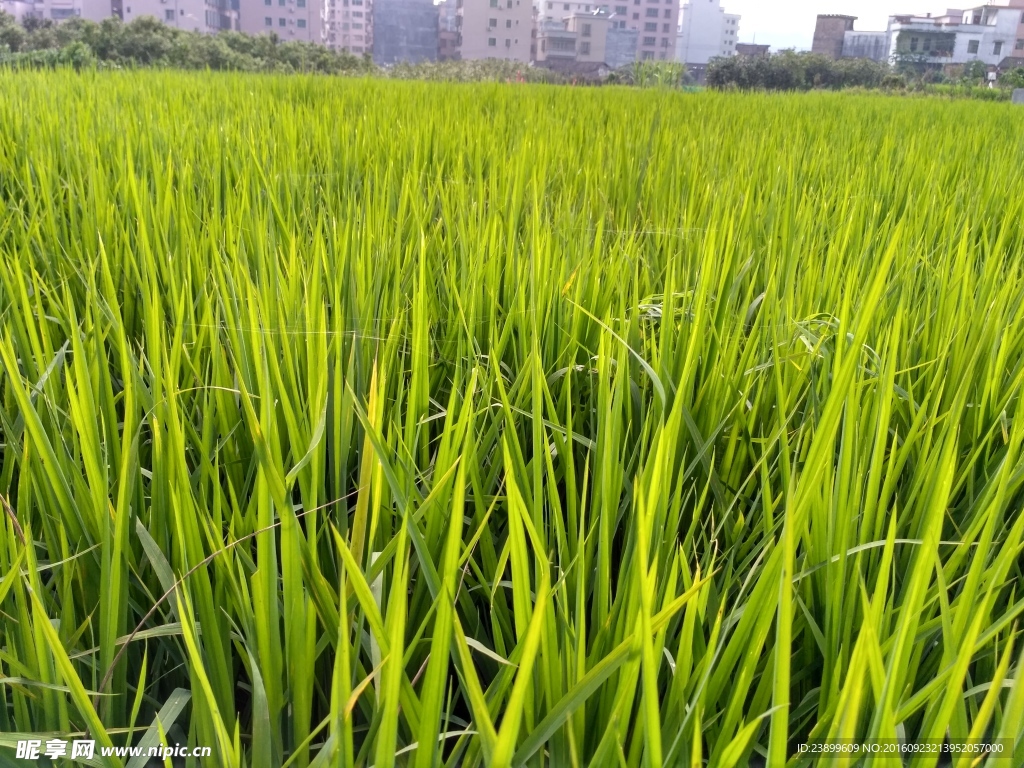 禾苗田野