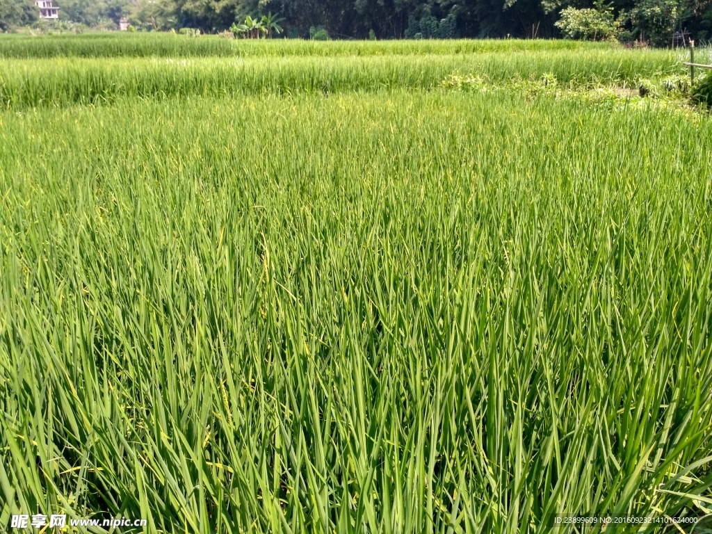 田野