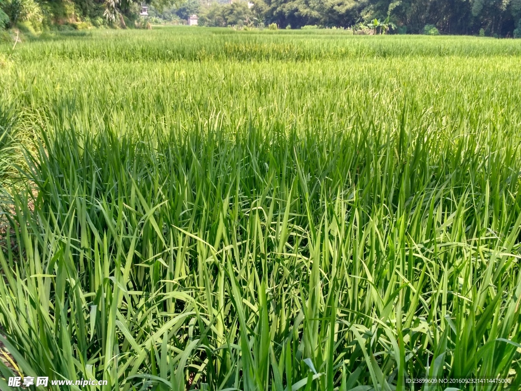 田野