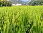 禾苗田野