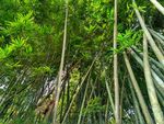 竹林