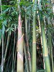 竹笋