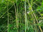 竹林