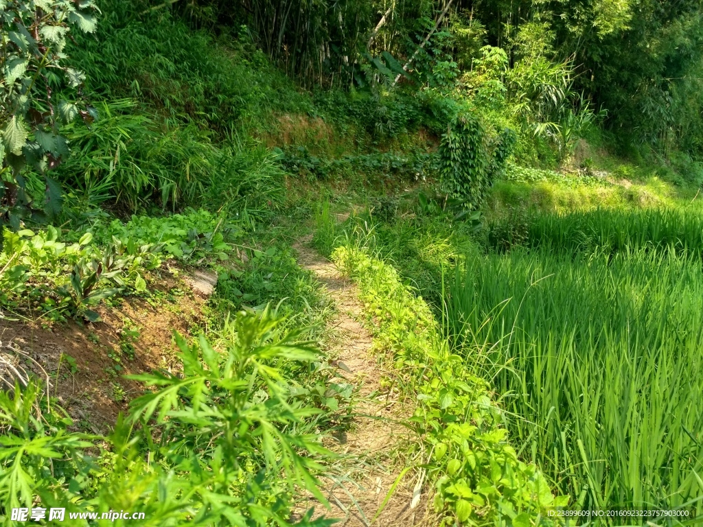 田园小路