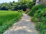 田园小路