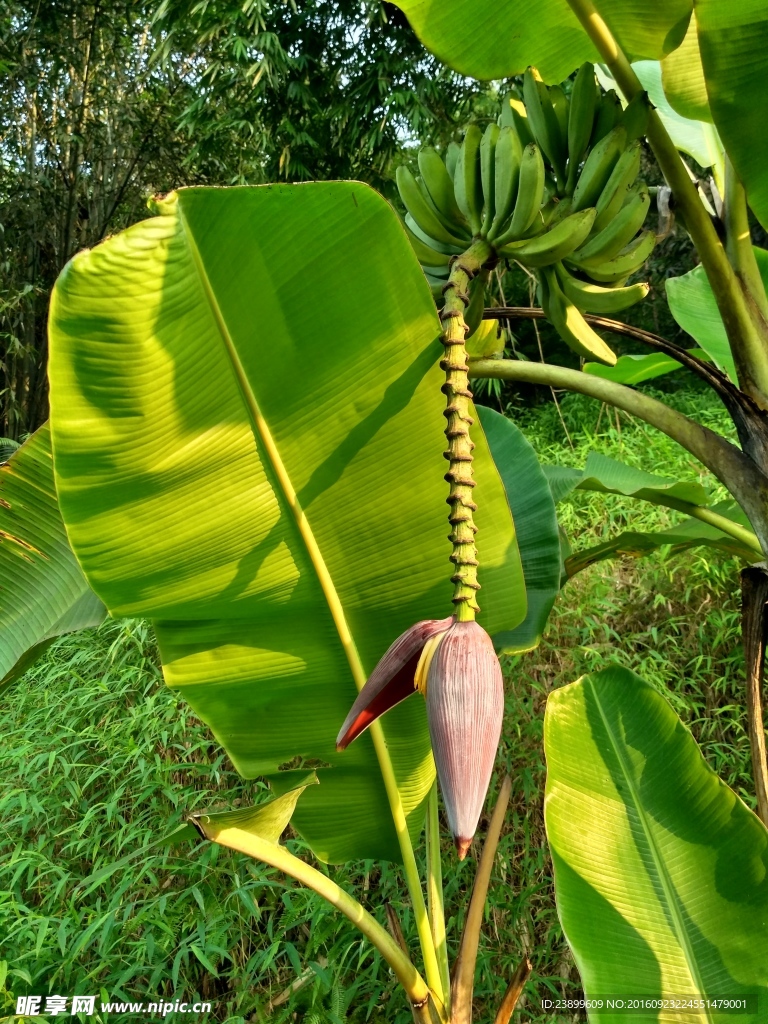 芭蕉