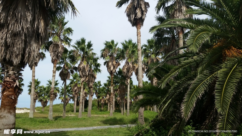 济州岛的美