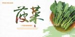 菠菜展板