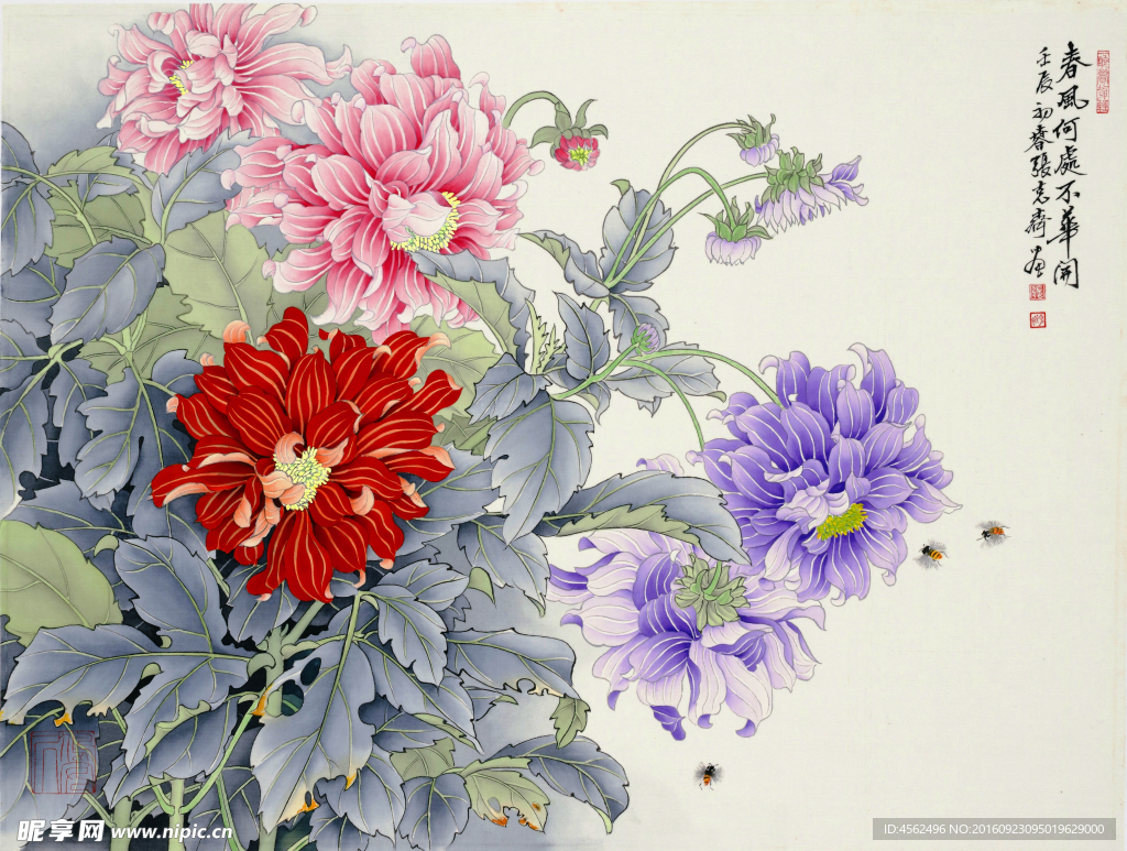 菊花