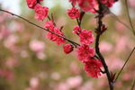 梅花