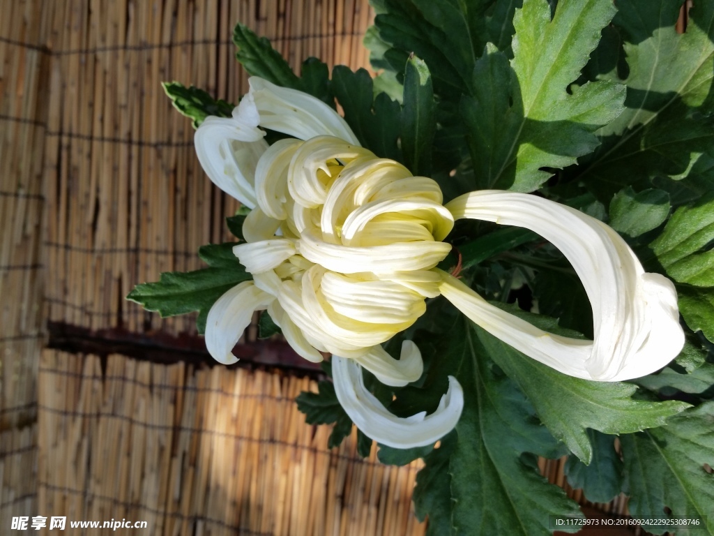 菊花
