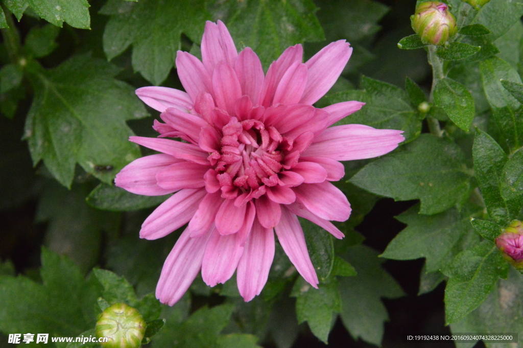 菊花