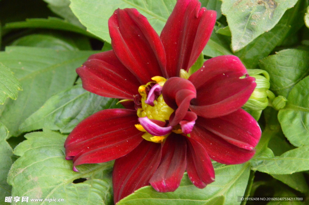 小丽花