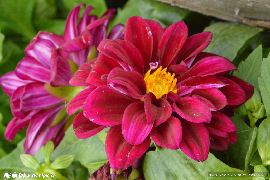 小丽花