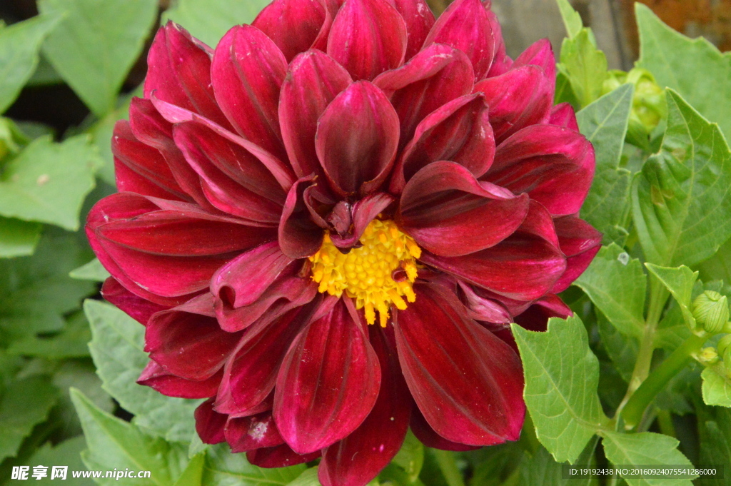 小丽花