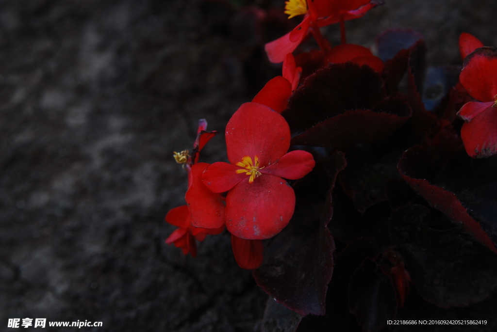 小红花