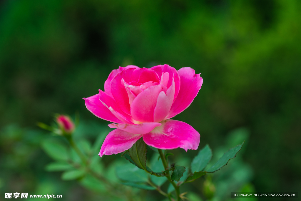 月季花