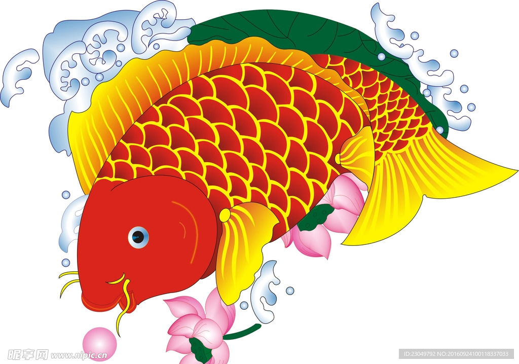 金鲤鱼