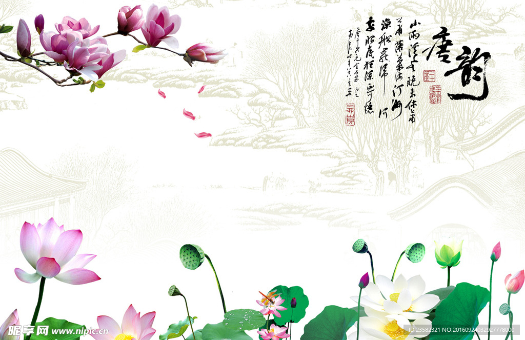 唐韵  荷花