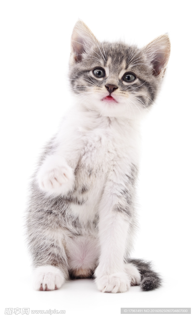 小猫