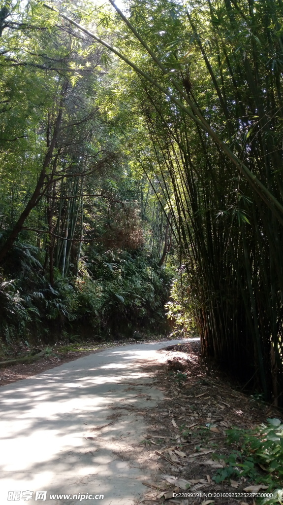 山间竹林