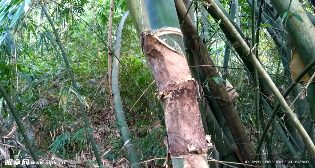 大竹子短片