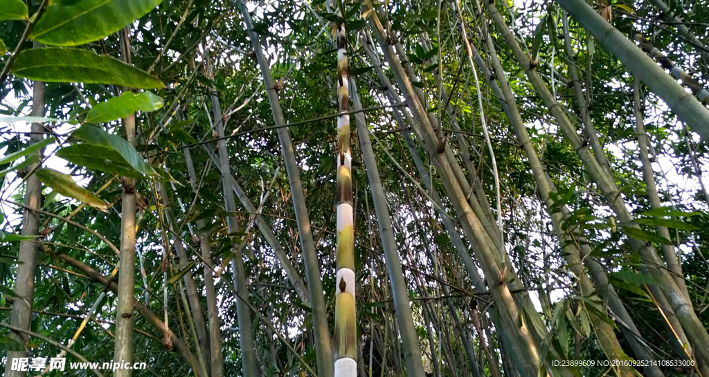 半成熟的竹子短片