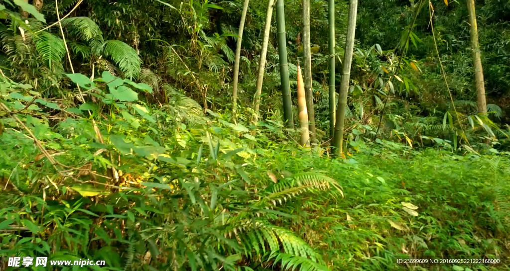 山间竹林短片