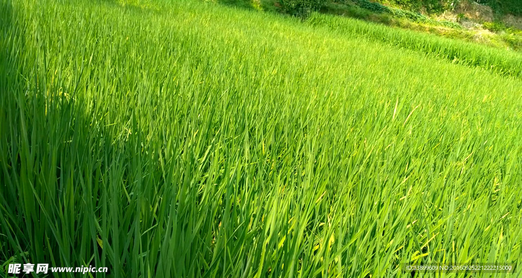 晴天的田野短片