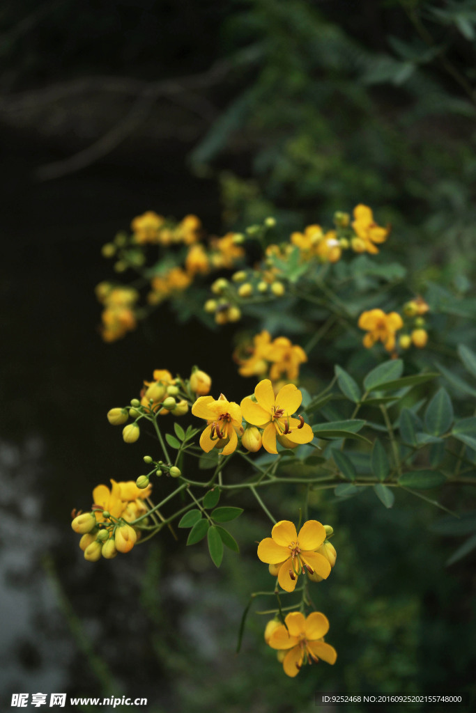 一丛决明子花