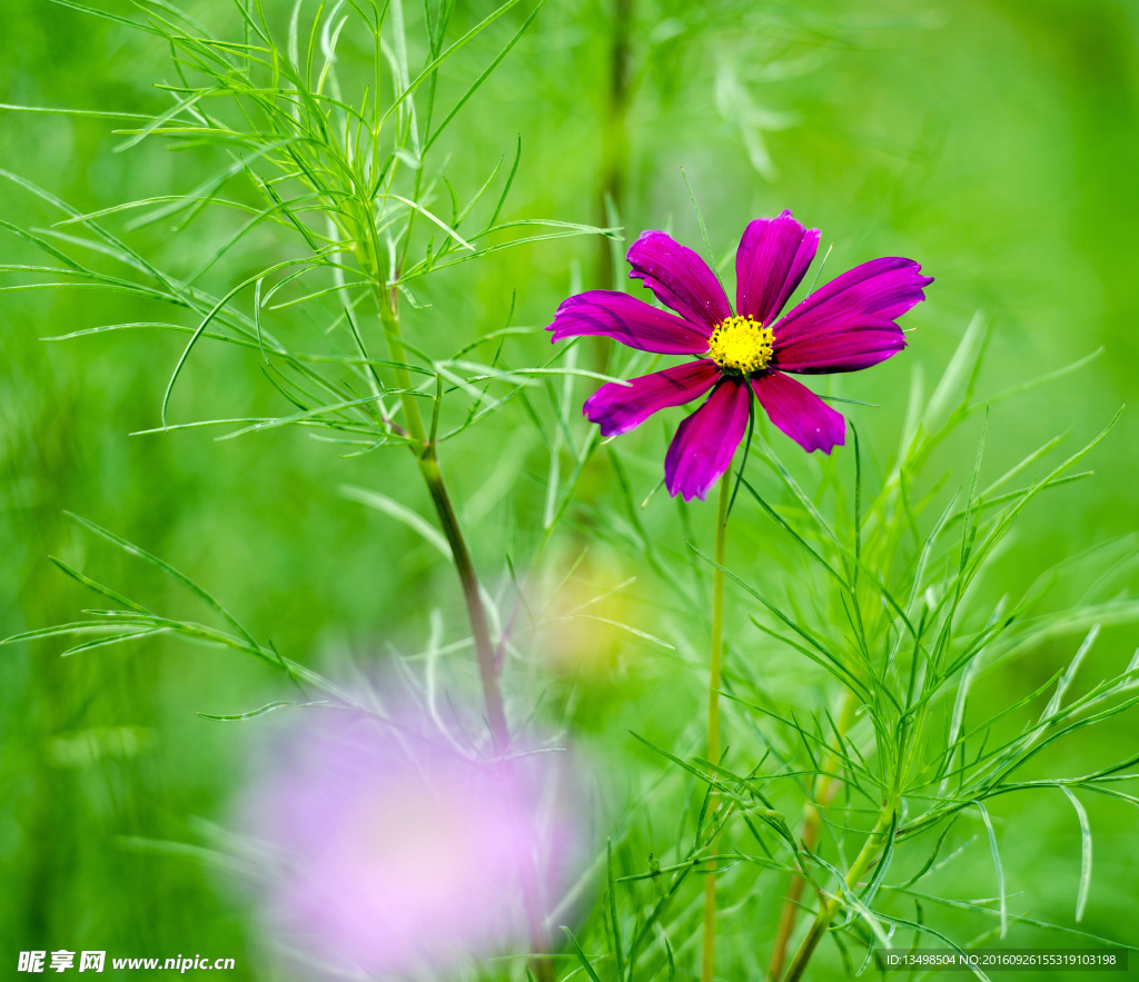 桑格花