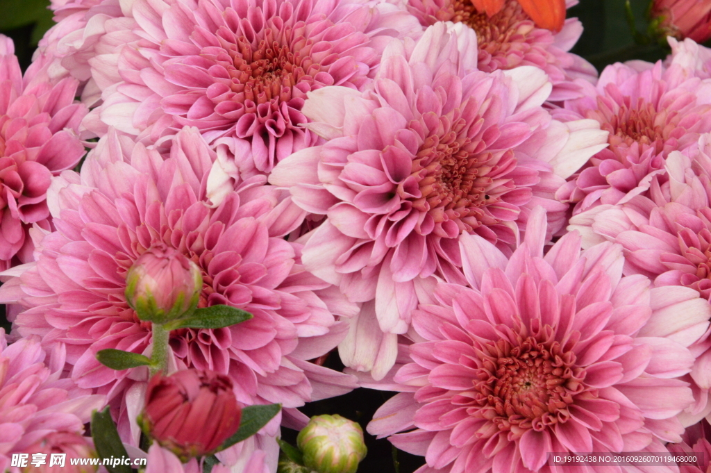 菊花