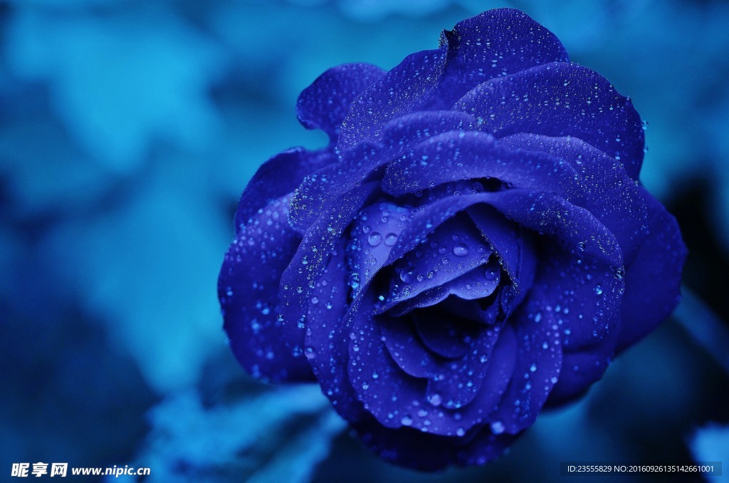 美丽的紫色玫瑰