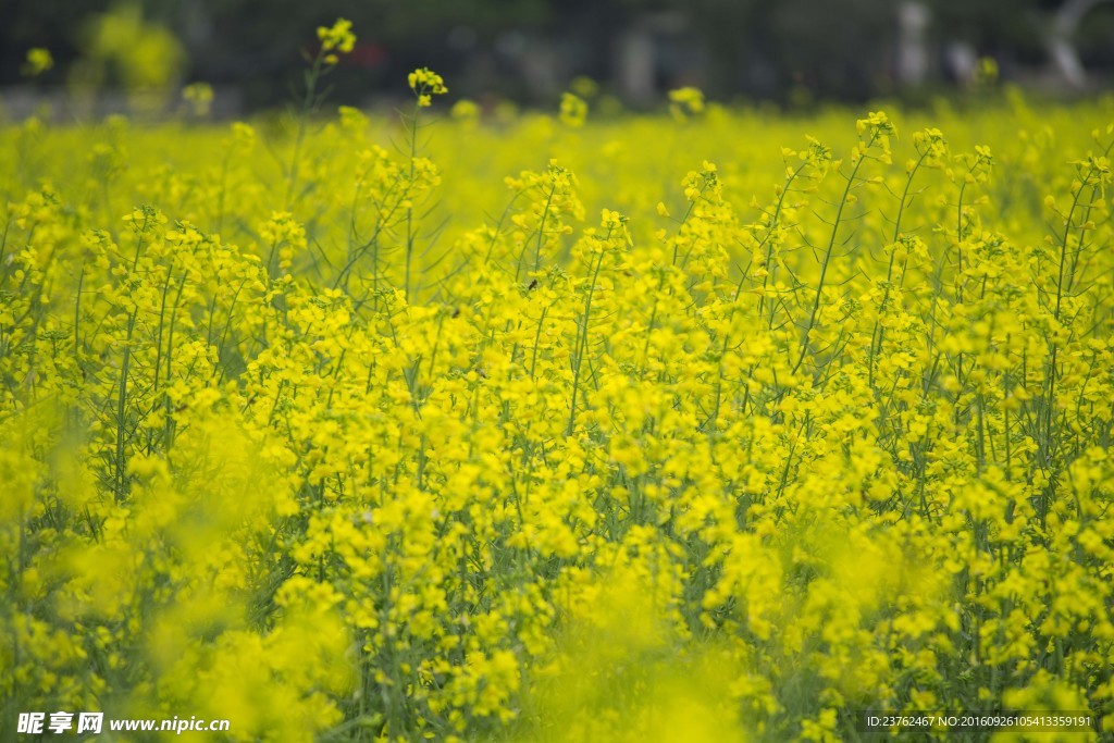 油菜花