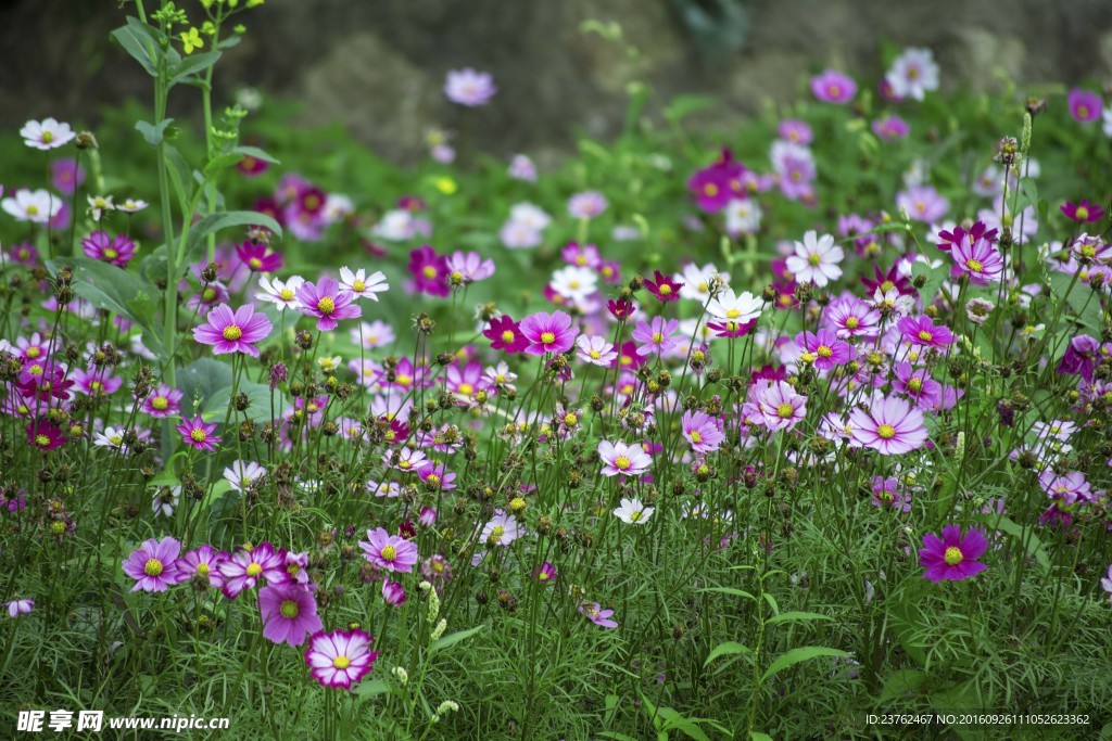 格桑花