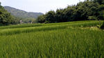 田野视频（横向移动）