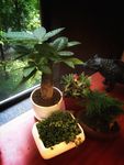 盆栽