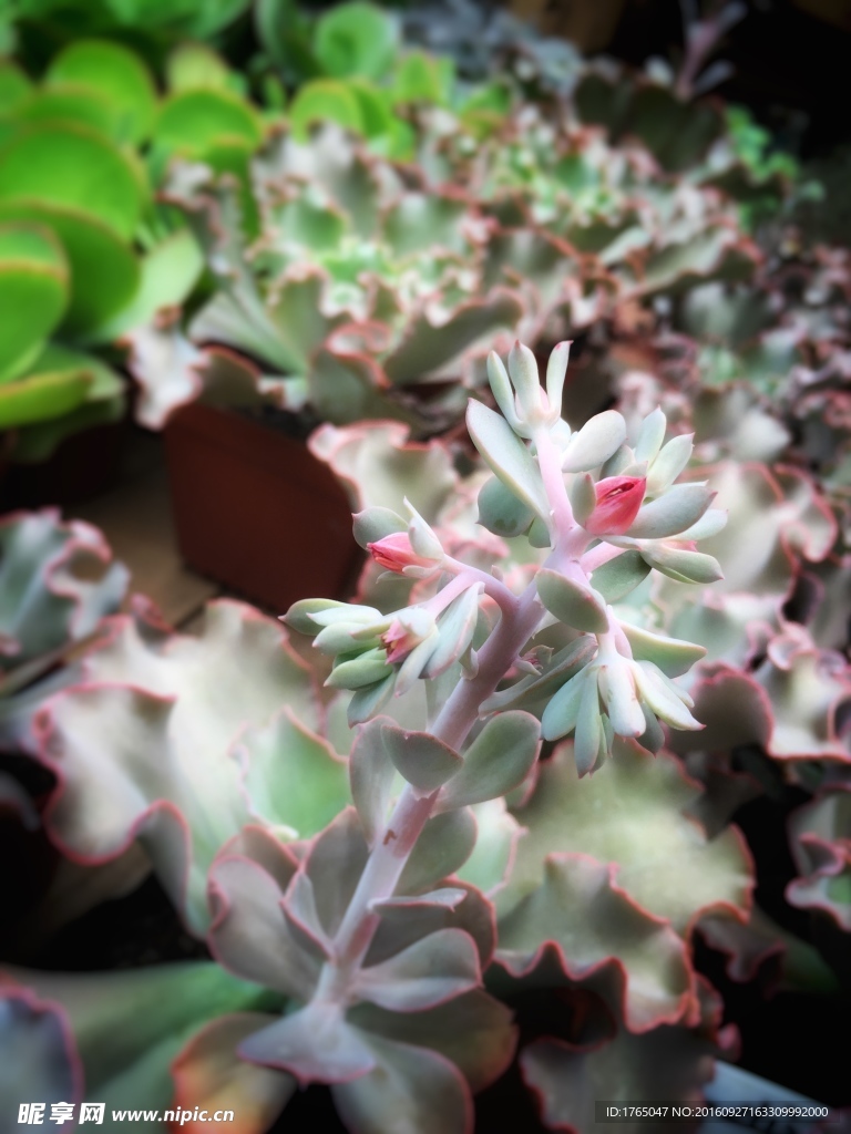 植物
