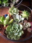 多肉植物