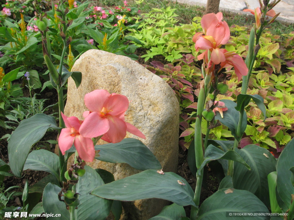 美人蕉艳蕉 花