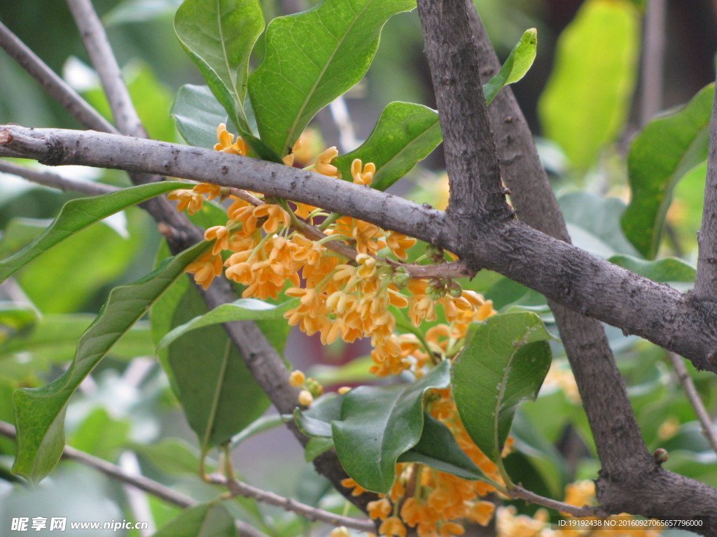桂花