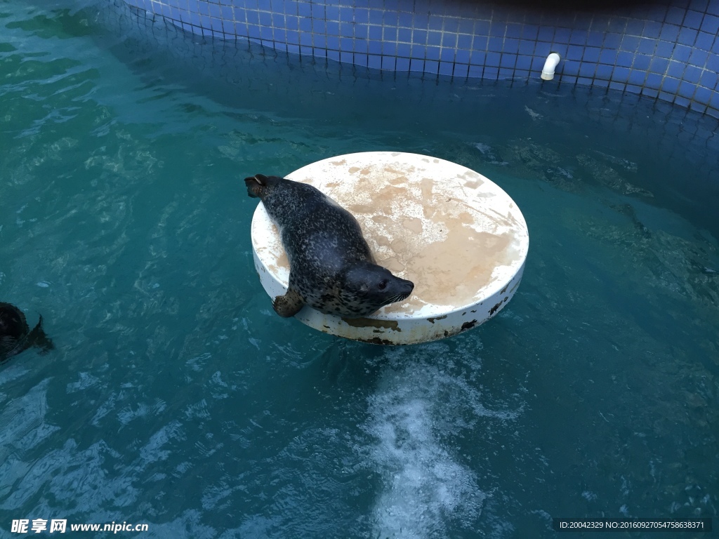 海狮