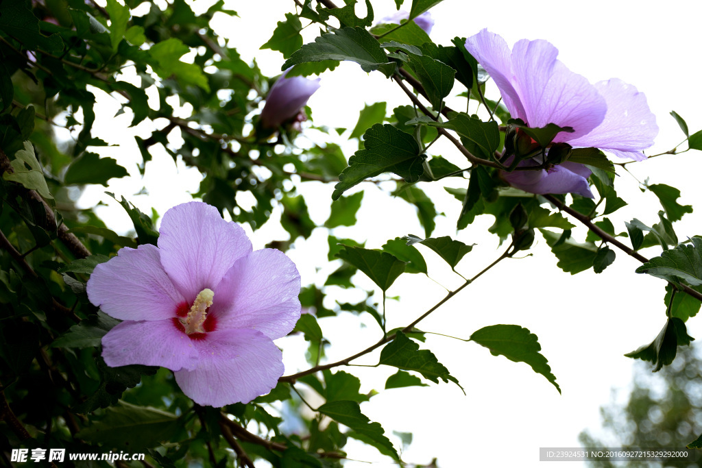 木槿花