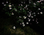 杜鹃花
