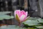 莲花